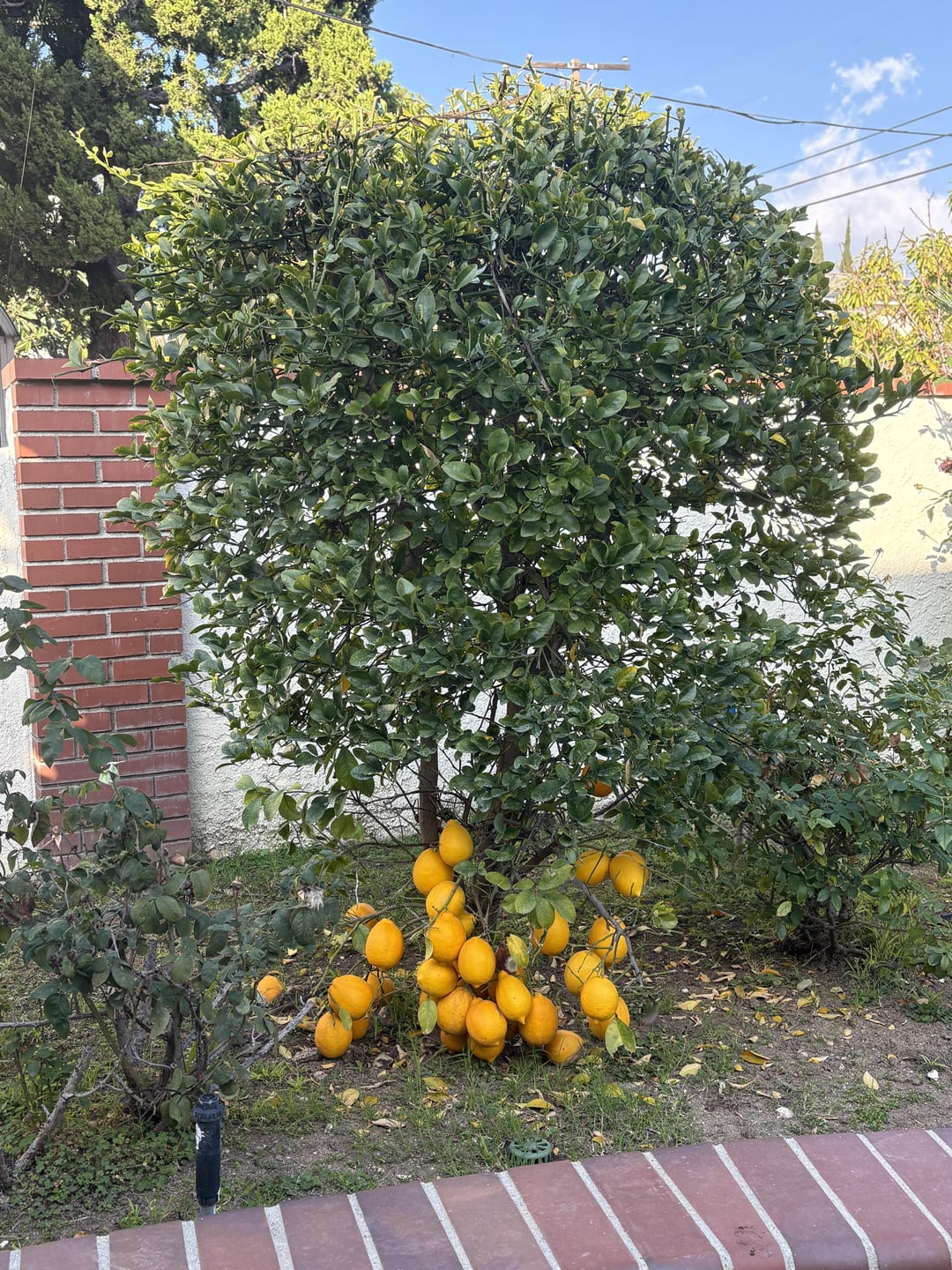 Lemons grew at the bottom of this tree