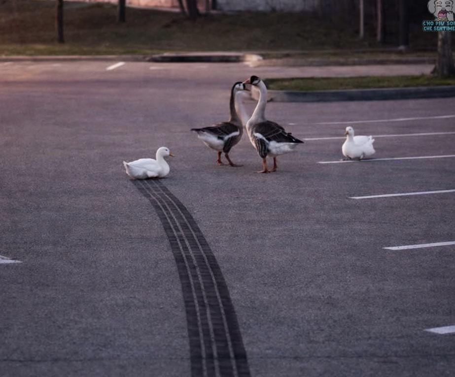 CHO PIU SON CHE SENTIME 10