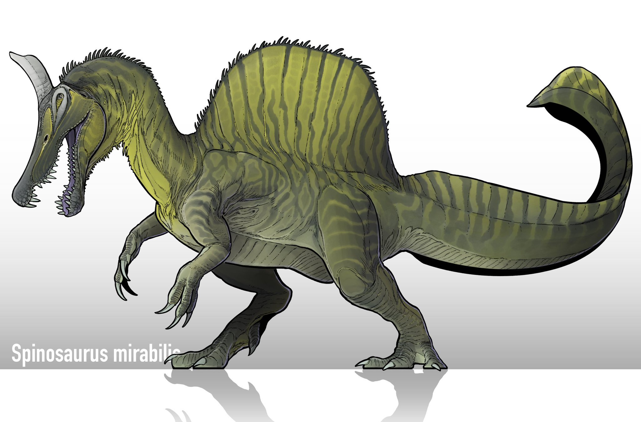 Spinosaurus mirabili