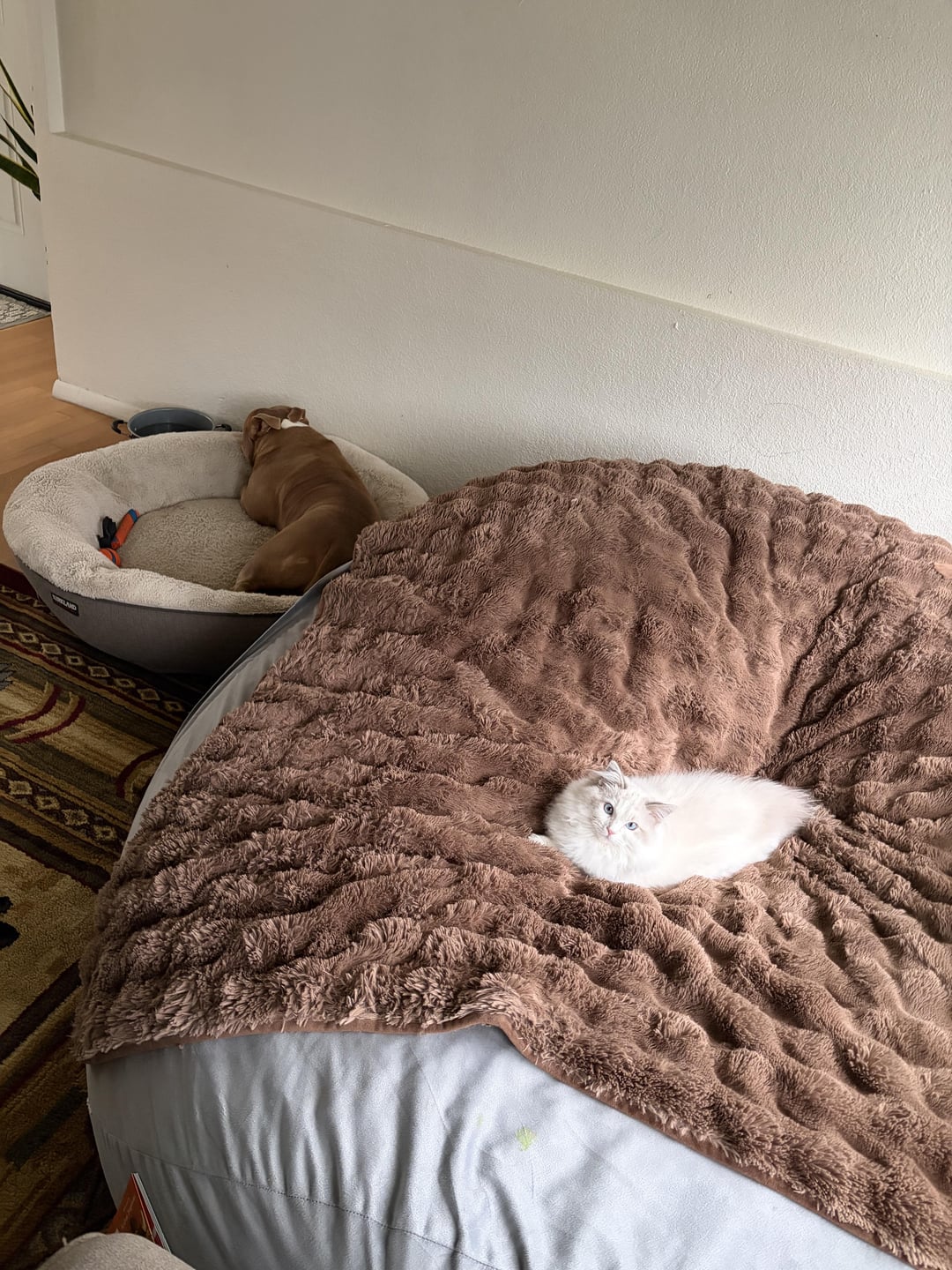 Hmmm... | Cats | Know Your Meme