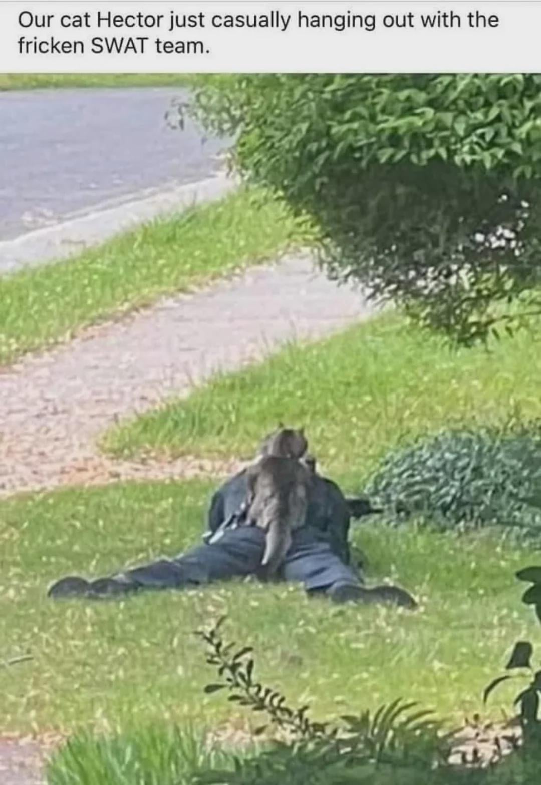 It's fine | Cats | Know Your Meme