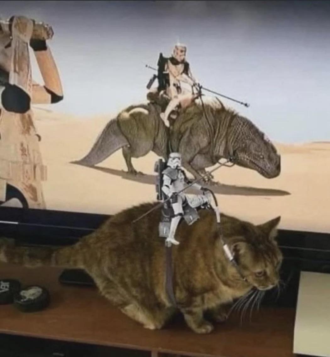 Same energy | Cats | Know Your Meme