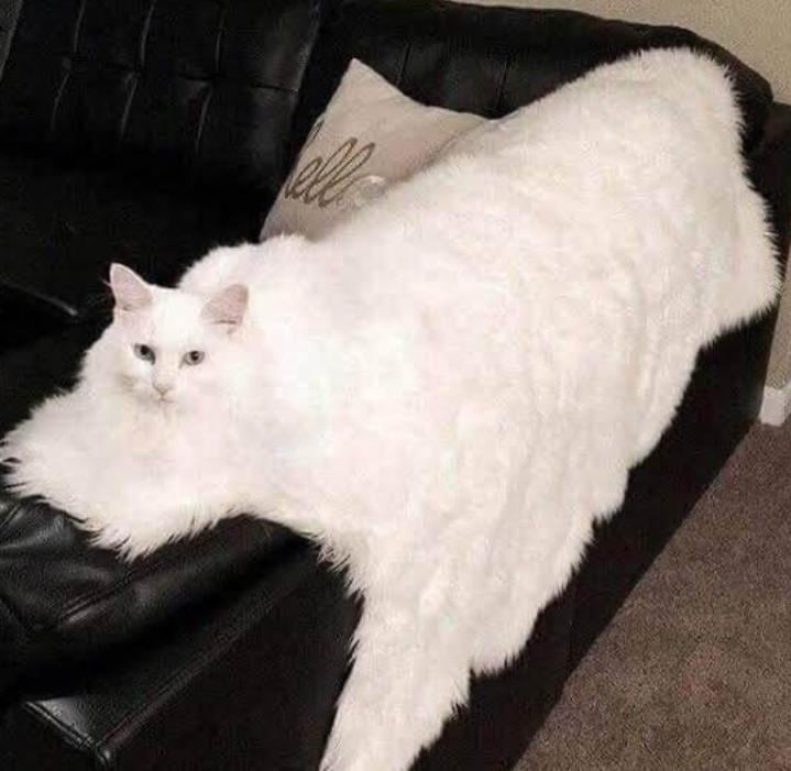 Cat Rug Meme Cat rug | Know Your Meme