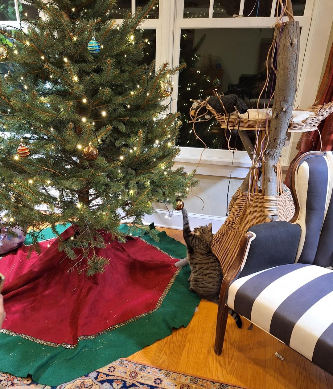 Just thinking about it... | Cats | Know Your Meme