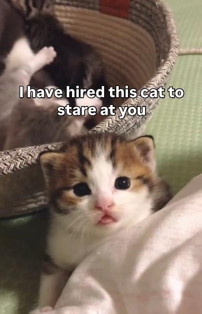 I have hired this cat to stare at you