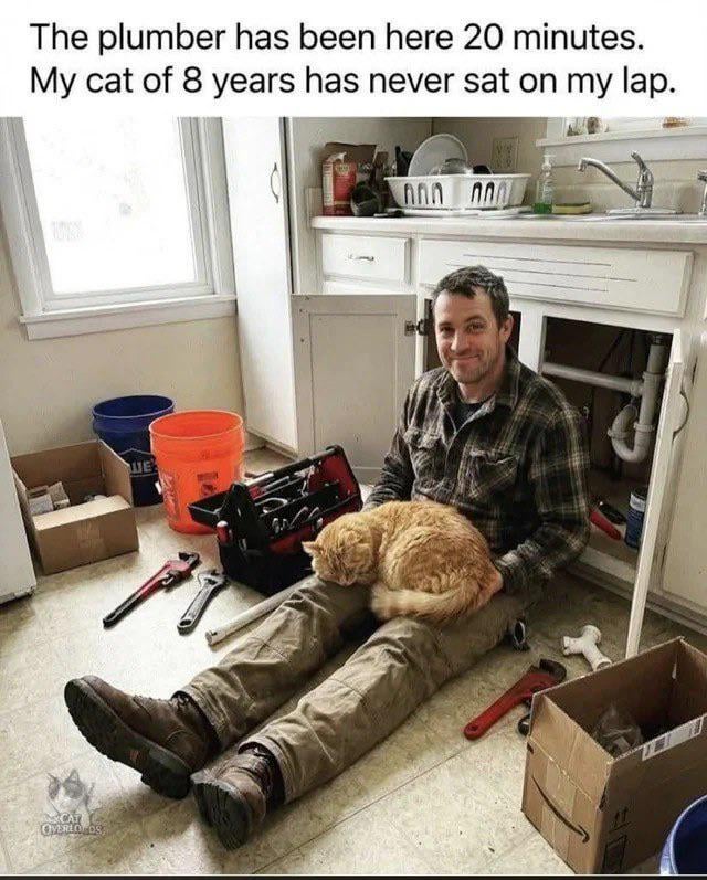 The plumber has been here 20 minutes. My cat of 8 years has never sat on my lap. ค กาล กท CAT OVERLOOS UE