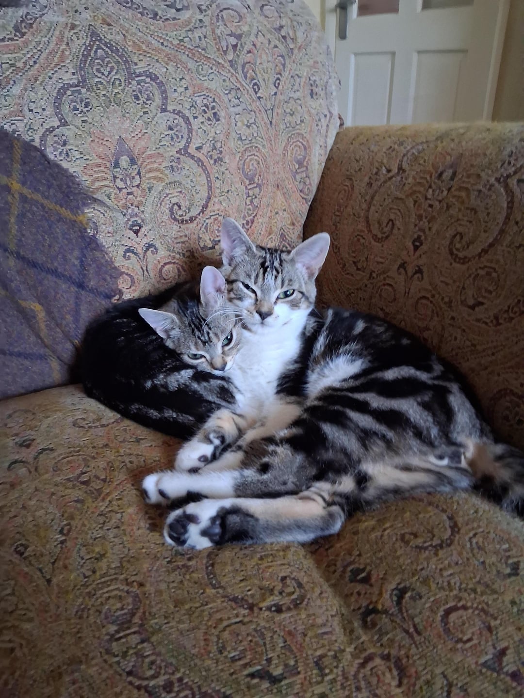 Hmmm... | Cats | Know Your Meme