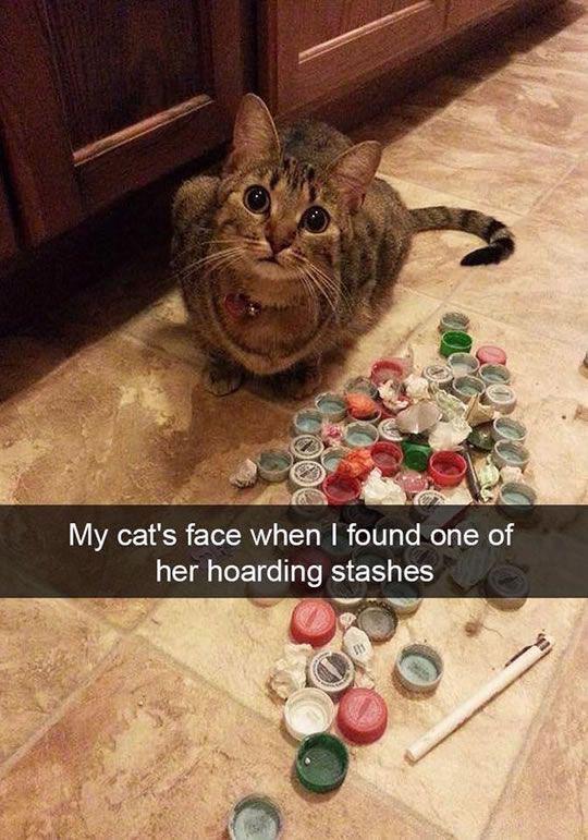 My cat does that | /r/memes | Know Your Meme