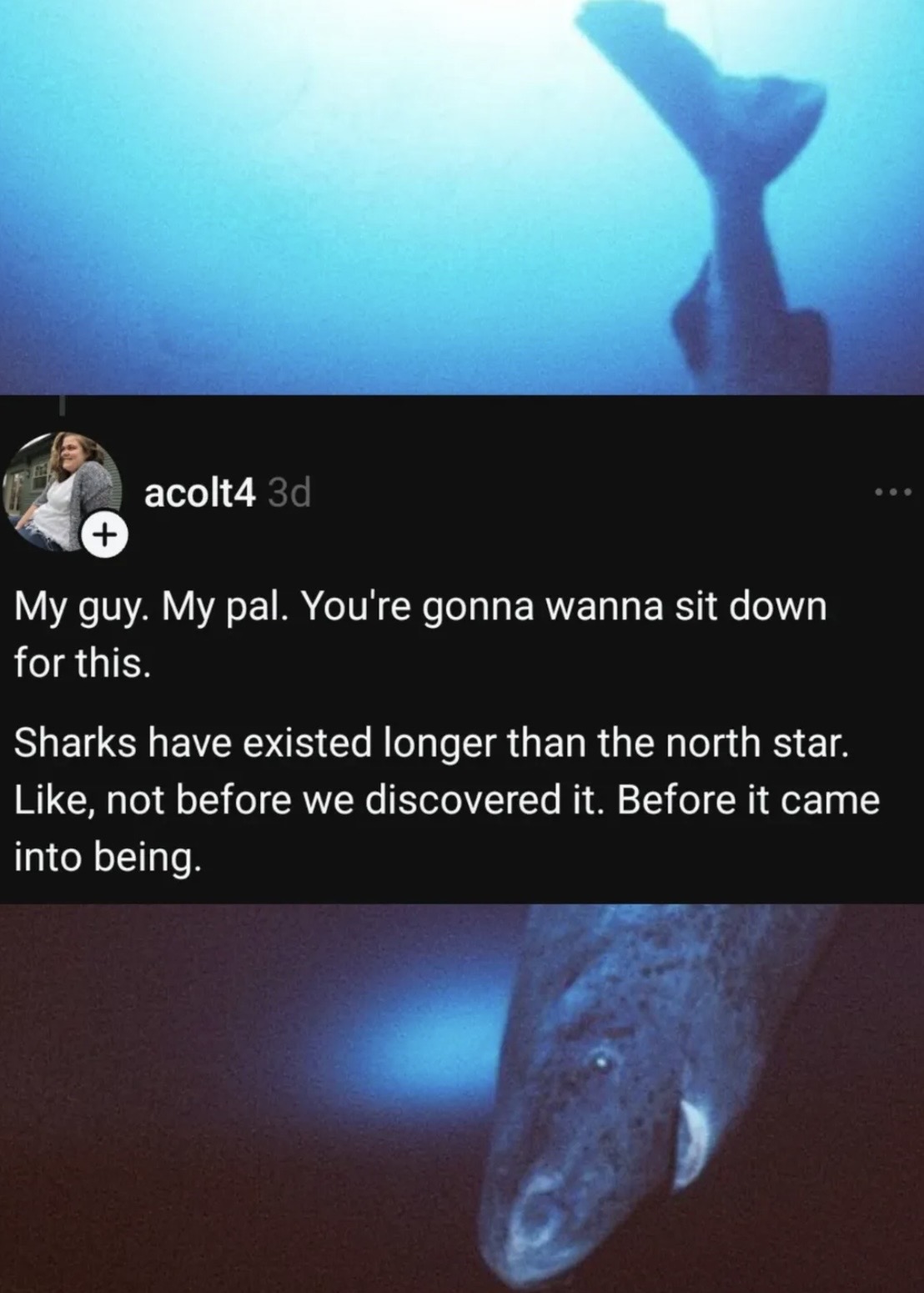 acolt4 3d + My guy. My pal. You're gonna wanna sit down for this. Sharks have existed longer than the north star. Like, not before we discovered it. Before it came into being. ...