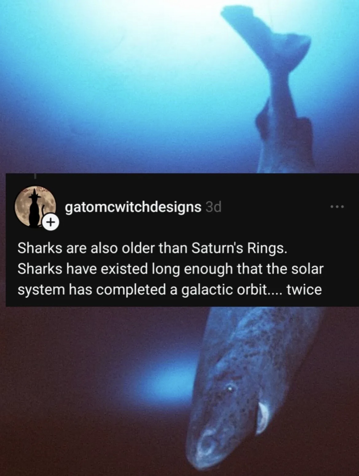 gatomcwitchdesigns 3d Sharks are also older than Saturn's Rings. Sharks have existed long enough that the solar system has completed a galactic orbit.... twice