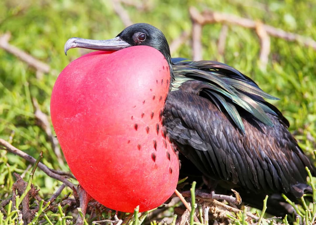 Magnificent frigatebirds