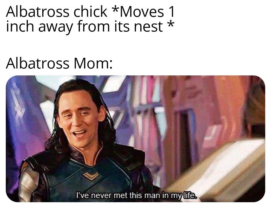 Albatross chick *Moves 1 inch away from its nest * Albatross Mom: I've never met this man in my life.