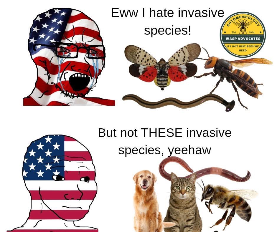 Eww I hate invasive species! But not THESE invasive species, yeehaw ENTOM Est 2024 WASP ADVOCATES ITS NOT JUST BEES WE NEED