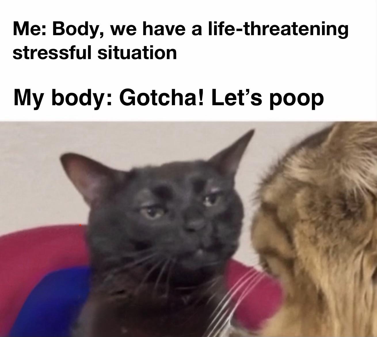 Gotcha Poops Gotcha, lot’s go | /r/memes | Know Your Meme