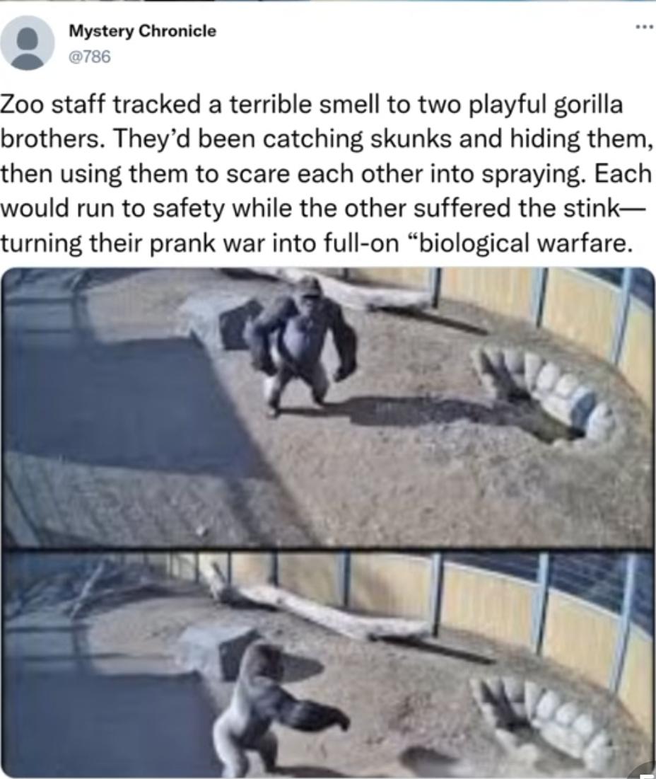 Mystery Chronicle @786 Zoo staff tracked a terrible smell to two playful gorilla brothers. They'd been catching skunks and hiding them, then using them to scare each other into spraying. Each would run to safety while the other suffered the stink- turning their prank war into full-on "biological warfare.