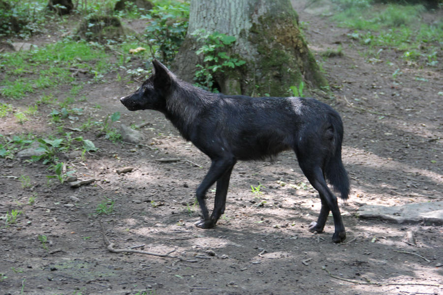 Wolf 3