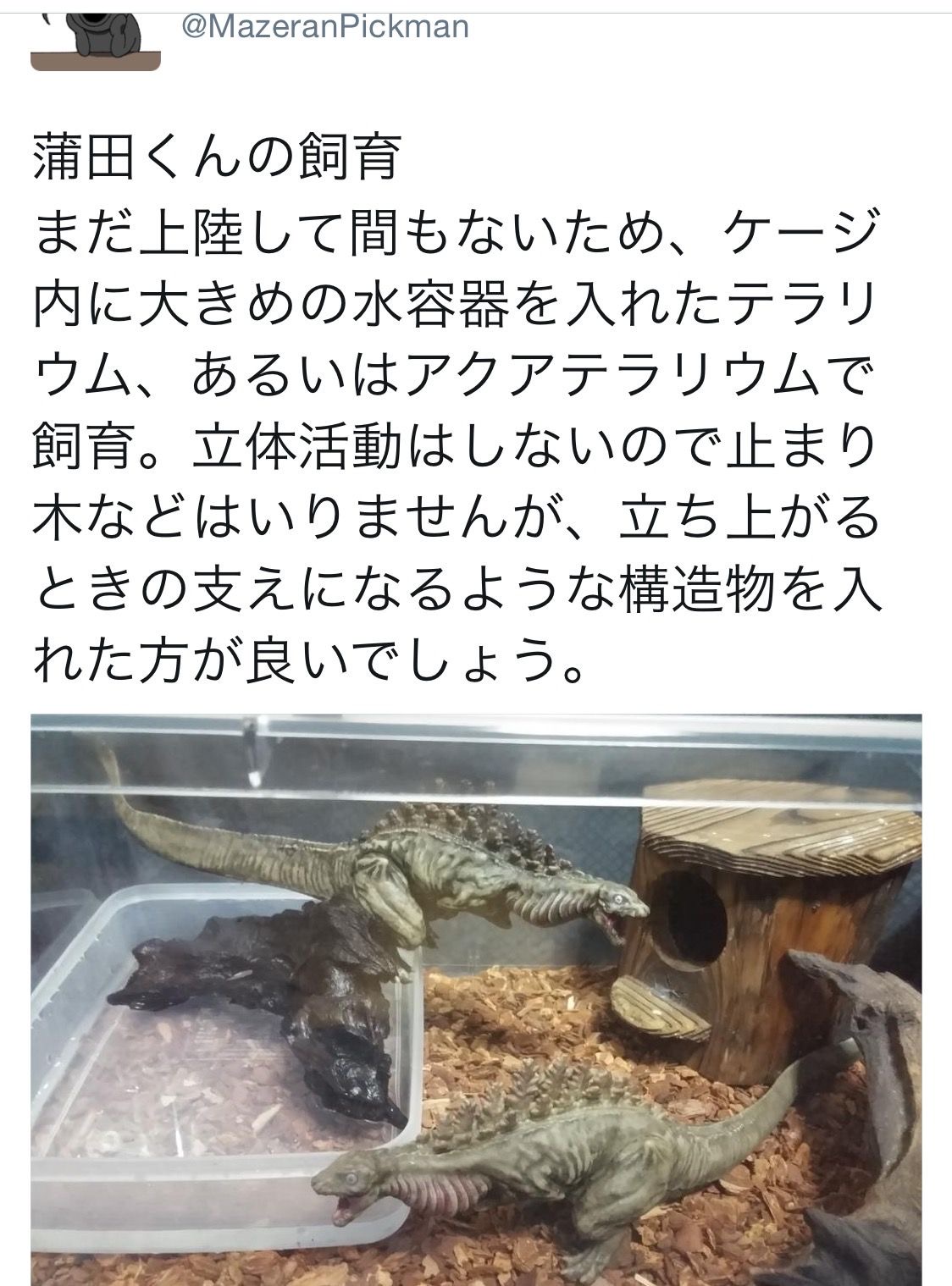 @MazeranPickman 蒲田くんの飼育 まだ上陸して間もないため、 ケージ 内に大きめの水容器を入れたテラリ ウム、あるいはアクアテラリウムで 飼育。立体活動はしないので止まり 木などはいりませんが、 立ち上がる ときの支えになるような構造物を入 れた方が良いでしょう。