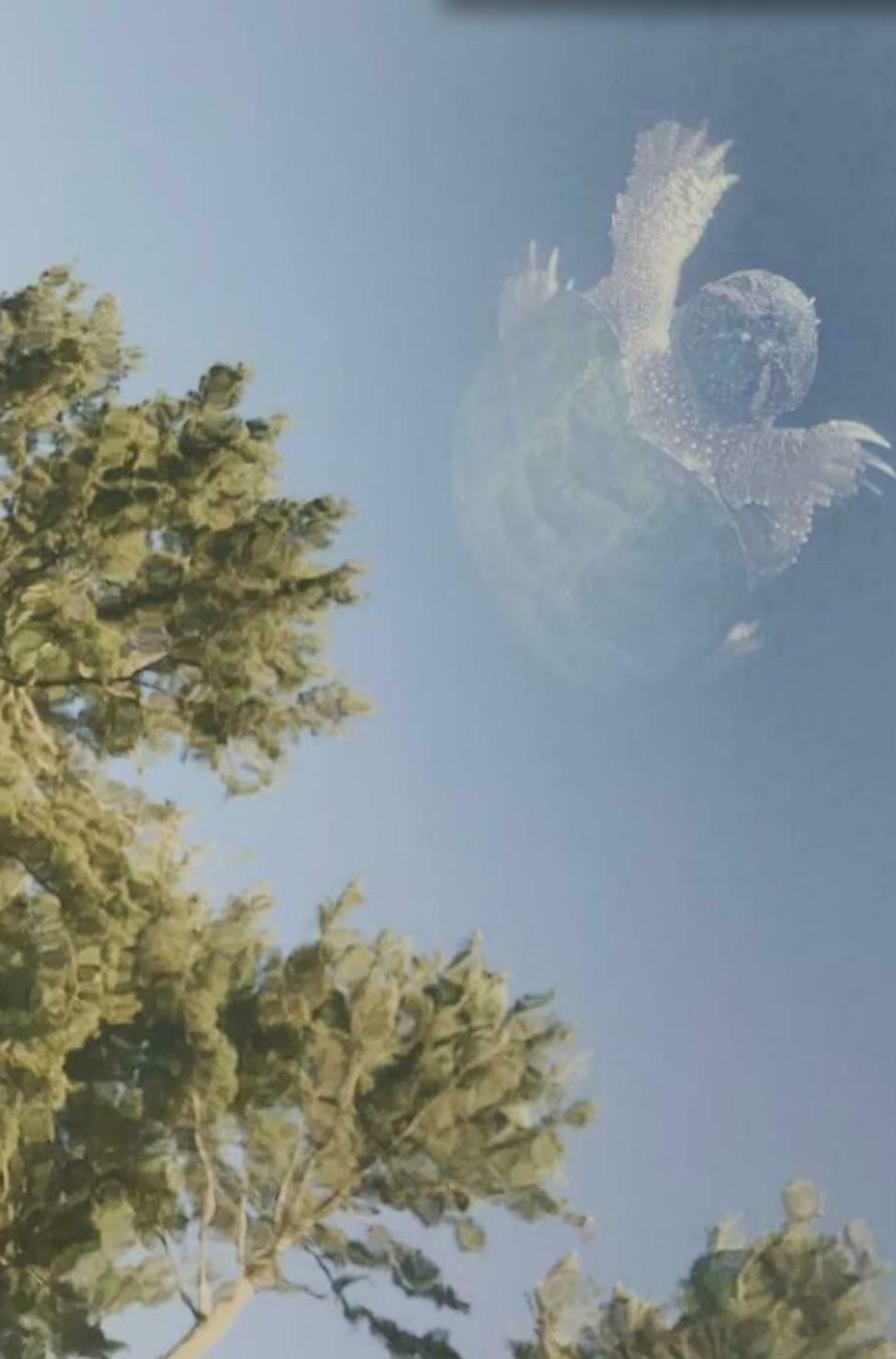 A turtle | Know Your Meme
