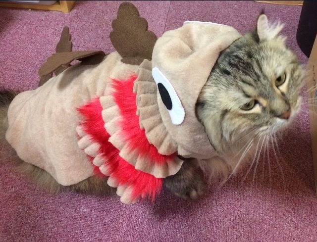 Kamata kun cat