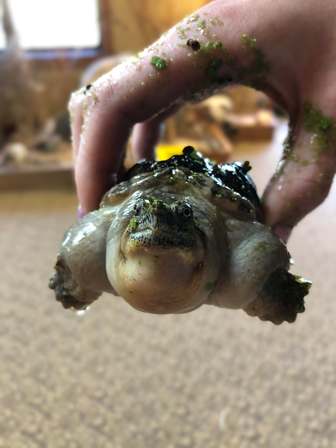 Baby snapping turtle | Absolute Unit | Know Your Meme