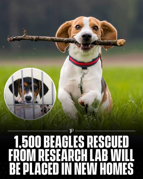 P 1,500 BEAGLES RESCUED FROM RESEARCH LAB WILL BE PLACED IN NEW HOMES