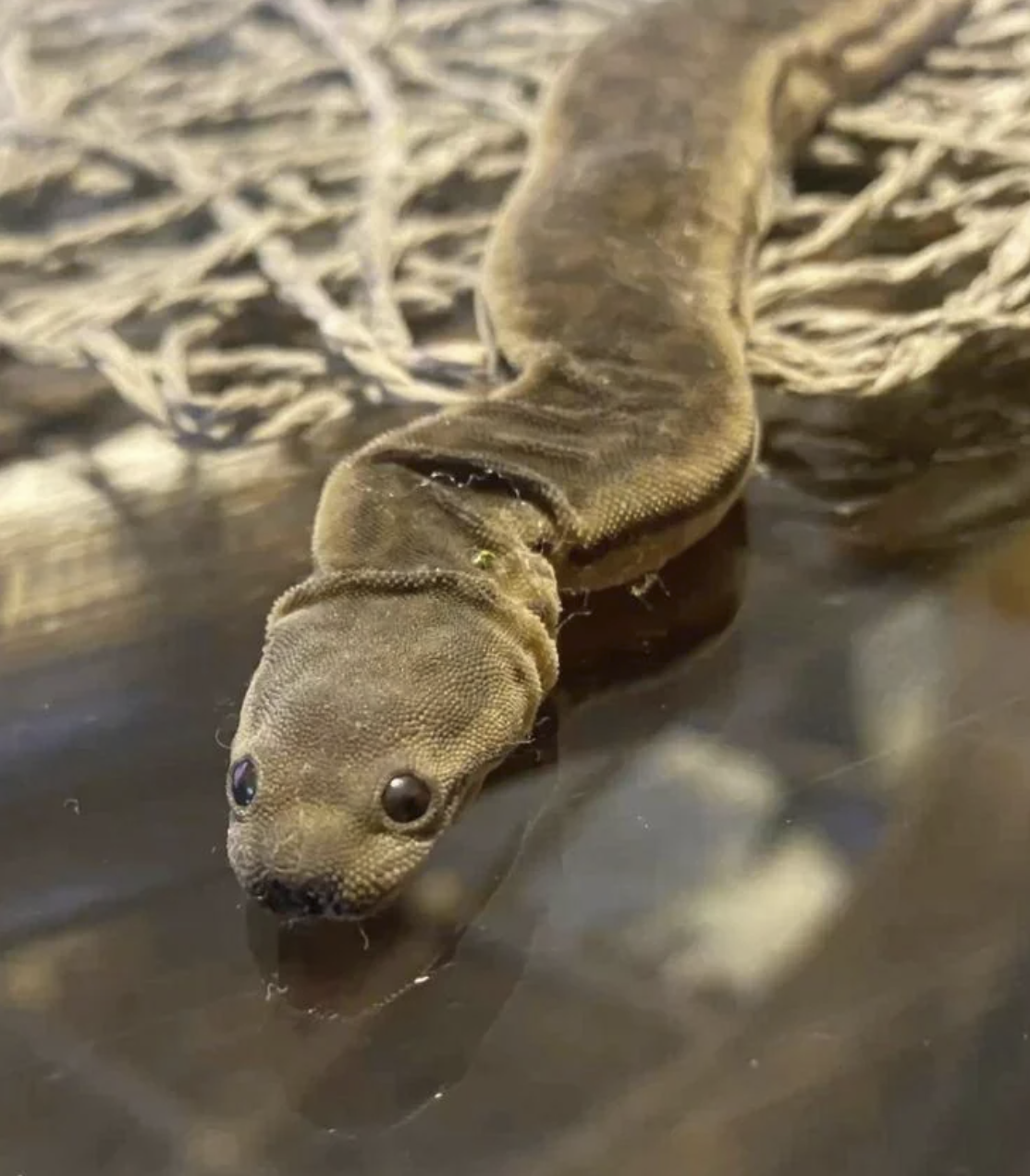 Elephant trunk snake