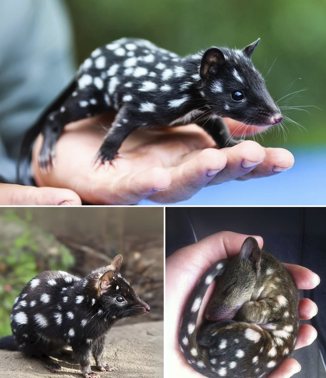 Tiger Quoll