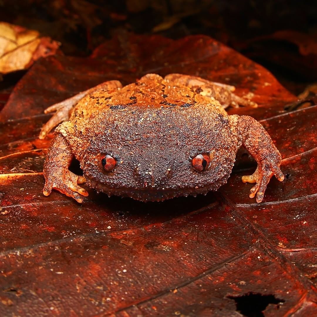 Brooks' burrowing frog