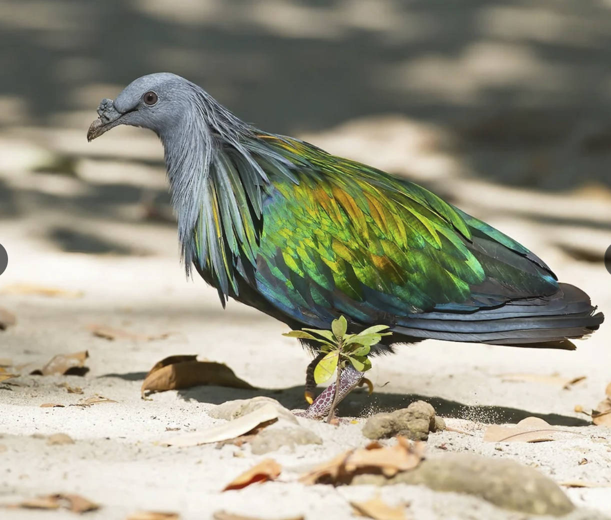 Nicobar pigeon