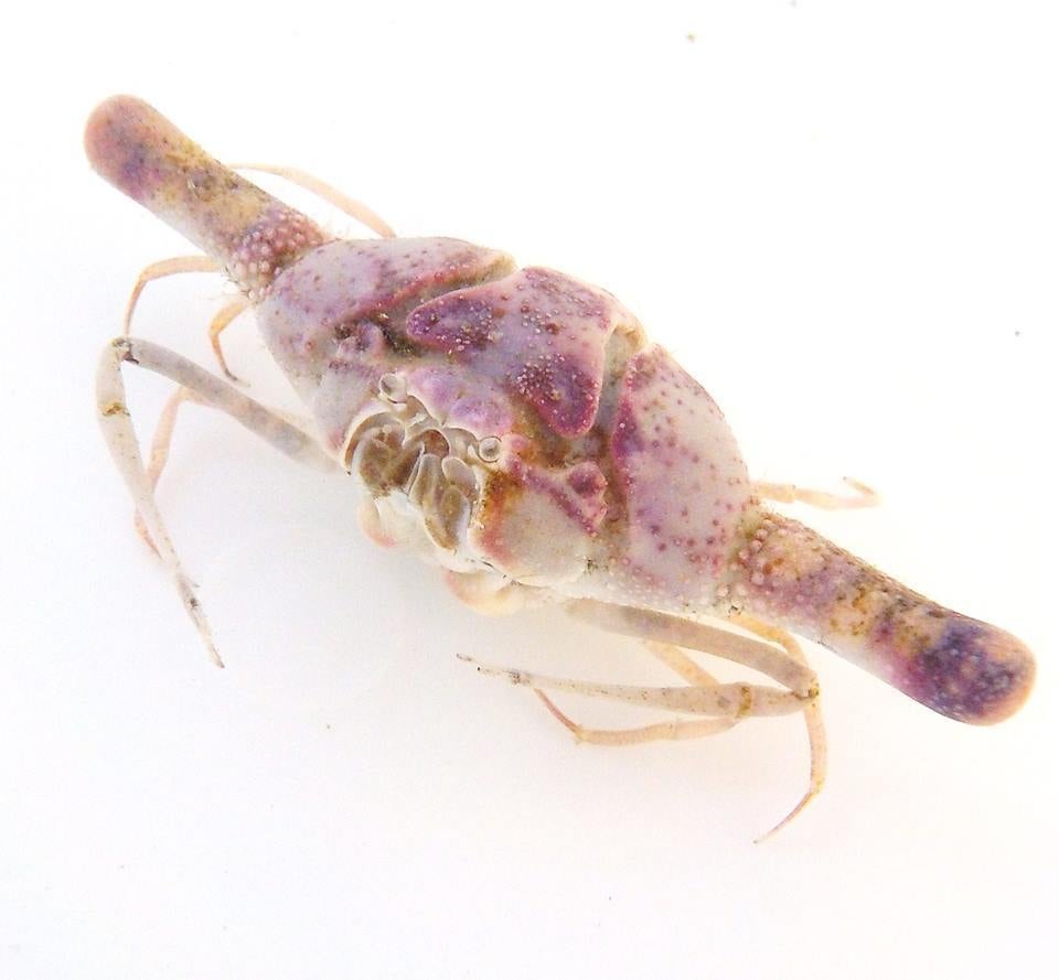 Lollipop crab