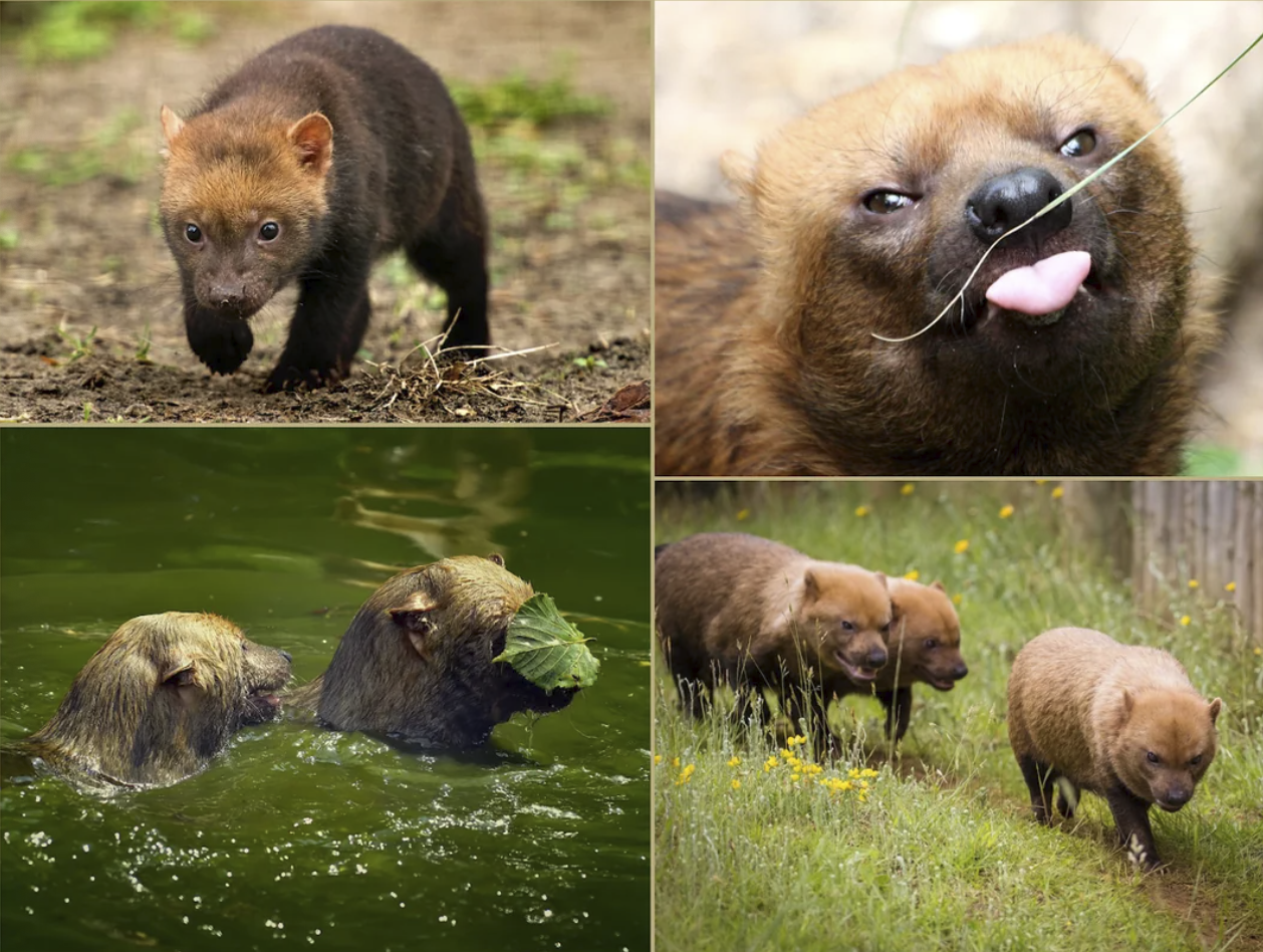 Bush dog