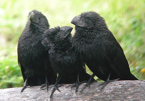 Groove-billed ani