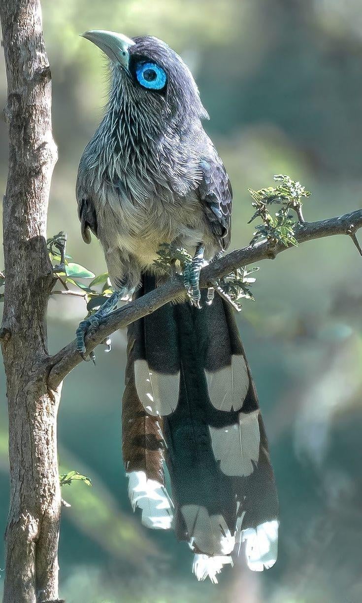 Blue faced malkoha