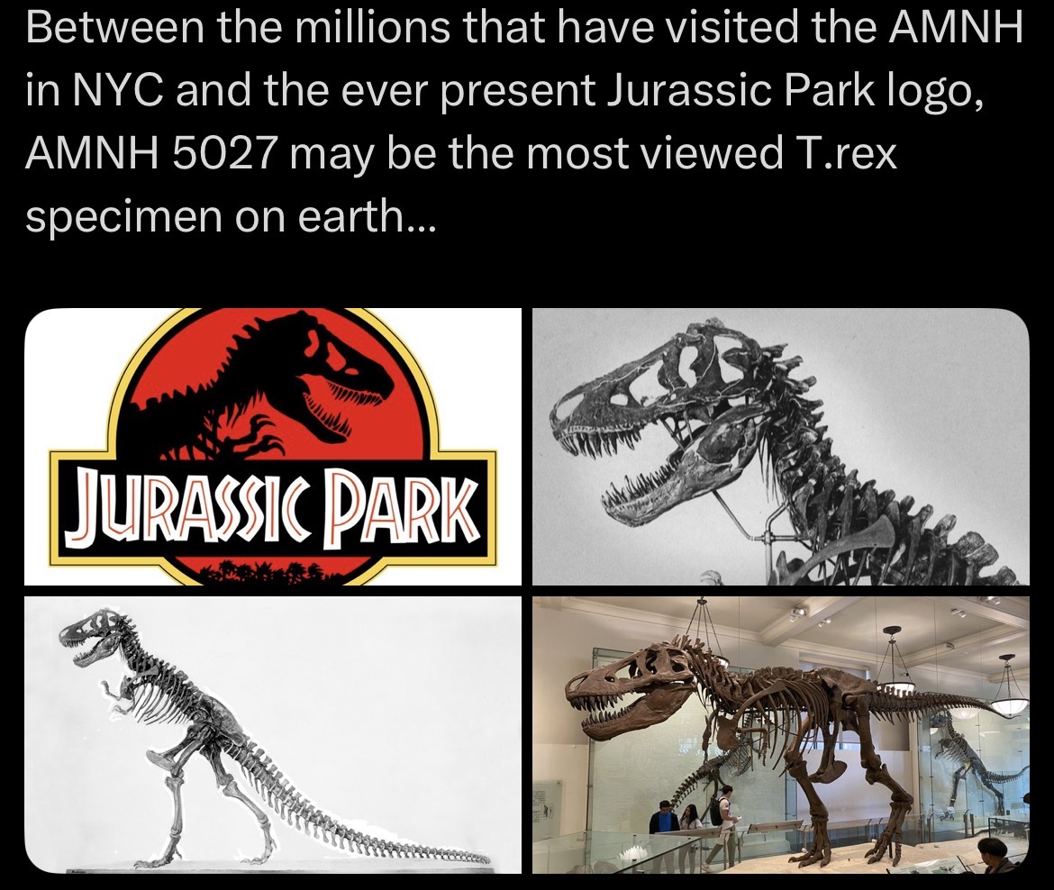 Between the millions that have visited the AMNH in NYC and the ever present Jurassic Park logo, AMNH 5027 may be the most viewed T.rex specimen on earth... JURASSIC PARK