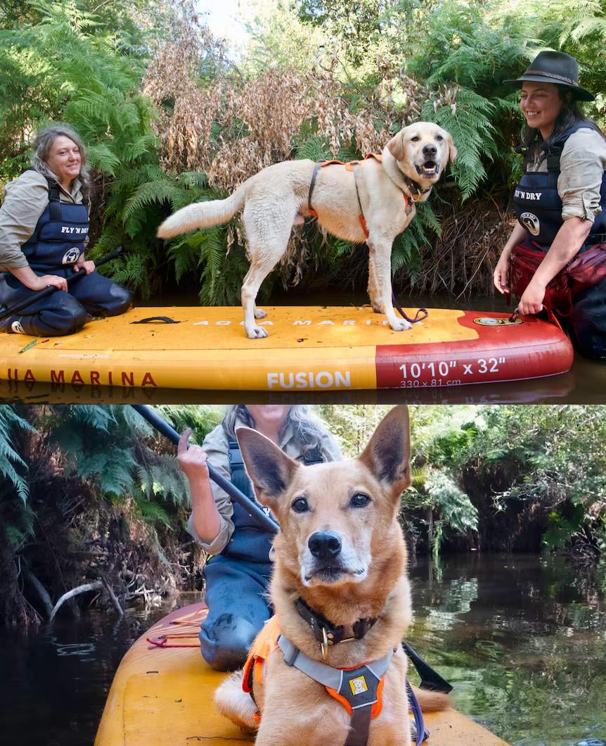 FLY W HA MARINA FUSION 10'10" x 32" 330 x 81 cm NDRY