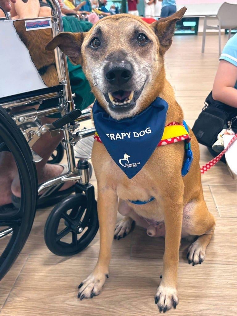 FRAPY DOG THERAPY DOGS