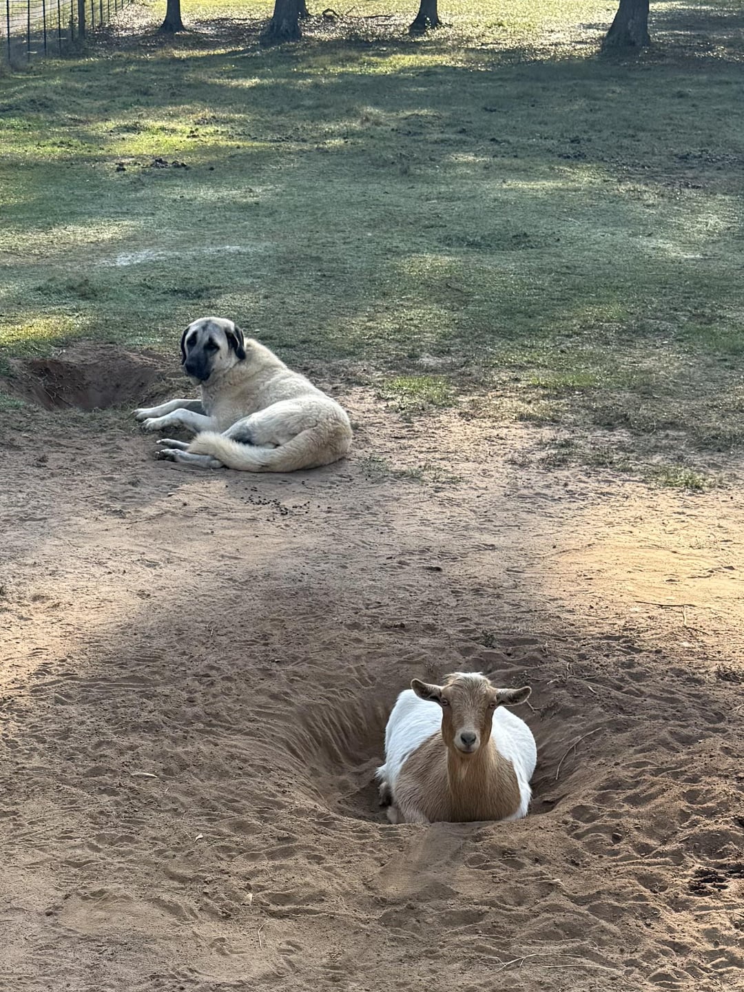 She dug that hole for her