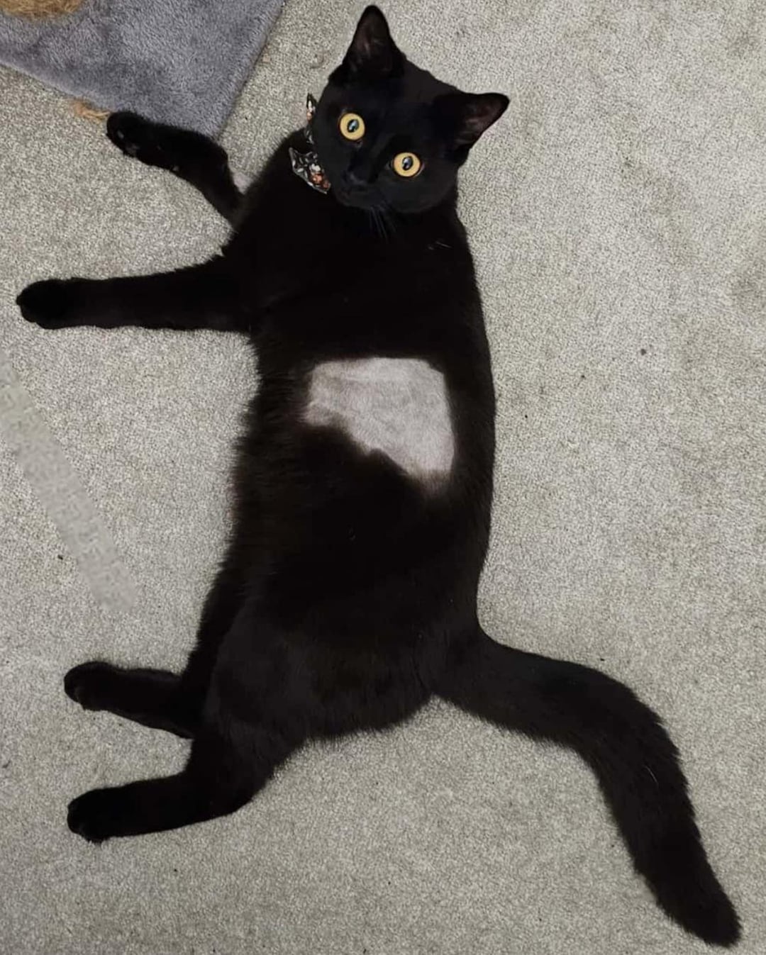 Flat cat | Cats | Know Your Meme