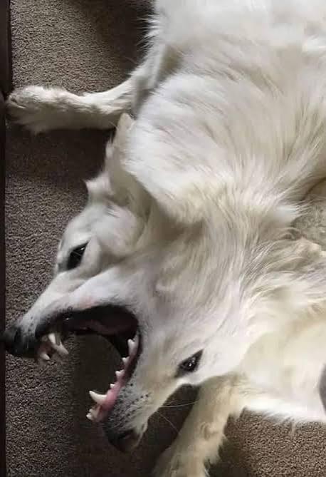 Biblically accurate dog