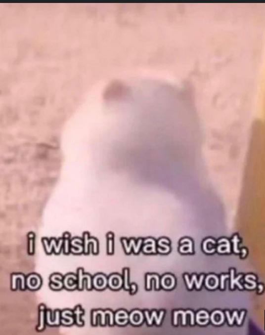 597 i wish i was a cat, no school, no works, just meow meow