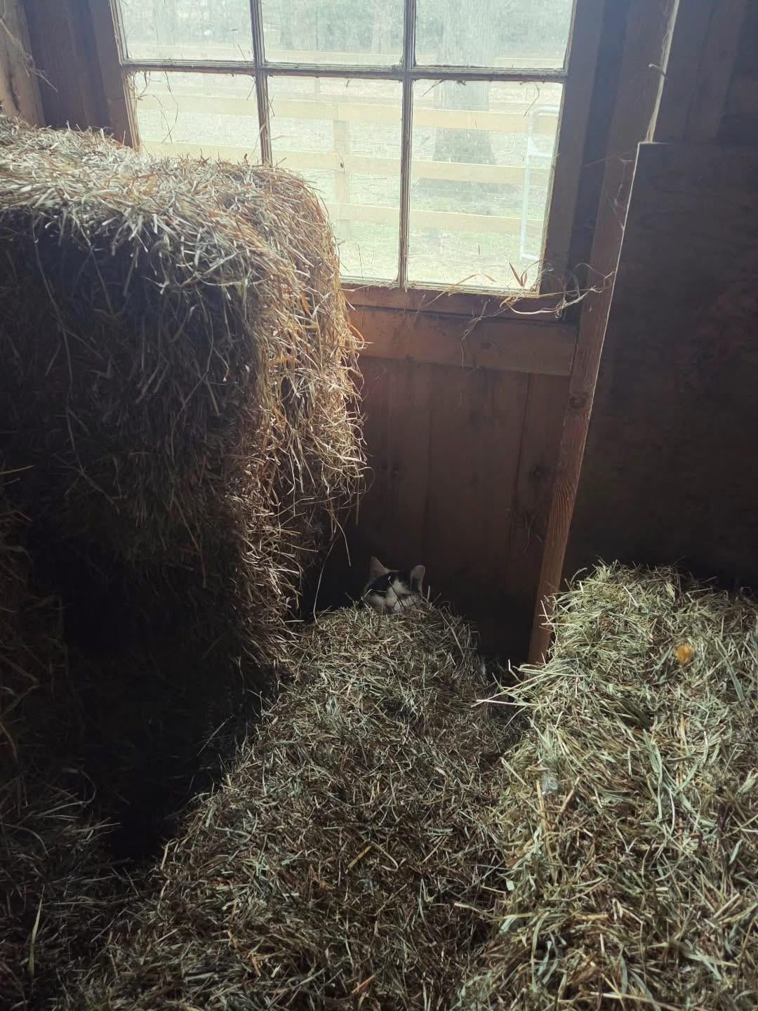Barn cat