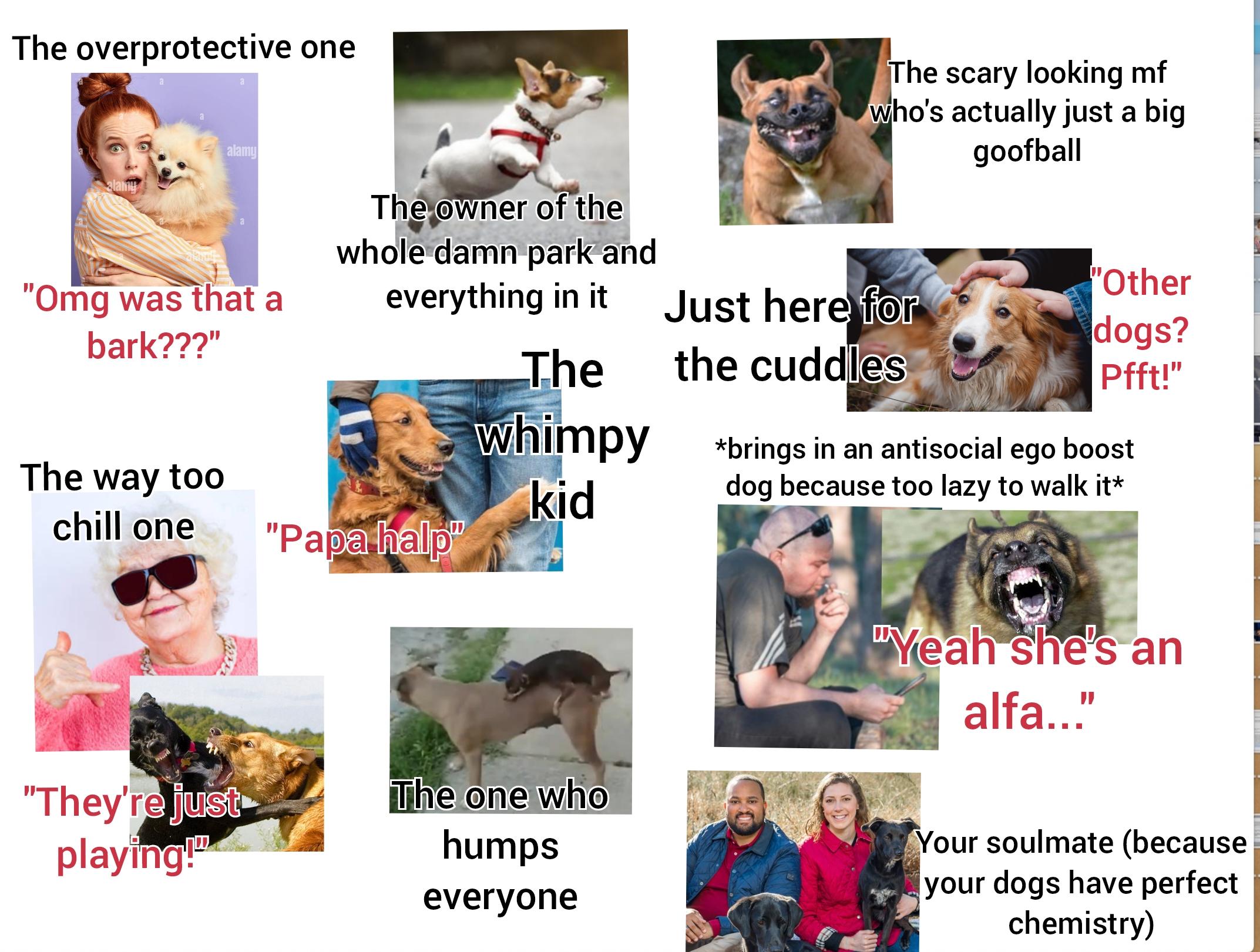 The overprotective one The scary looking mf who's actually just a big goofball alamy alamy The owner of the whole damn park and "Other "Omg was that a everything in it Just here for dogs? bark???" The the cuddles Pfft!" whimpy The way too kid *brings in an antisocial ego boost dog because too lazy to walk it* chill one "Papa halp" "They're just playing!" "Yeah she's an alfa..." The one who humps everyone Your soulmate (because your dogs have perfect chemistry)