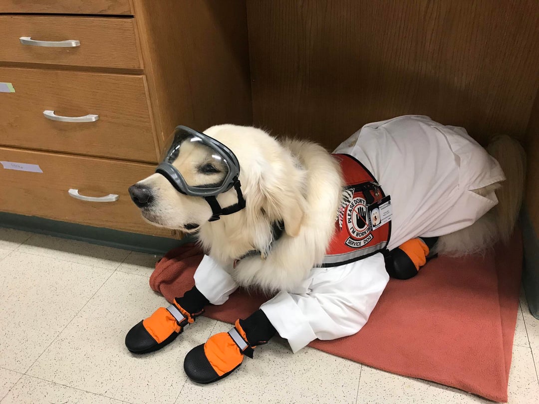 Science dog