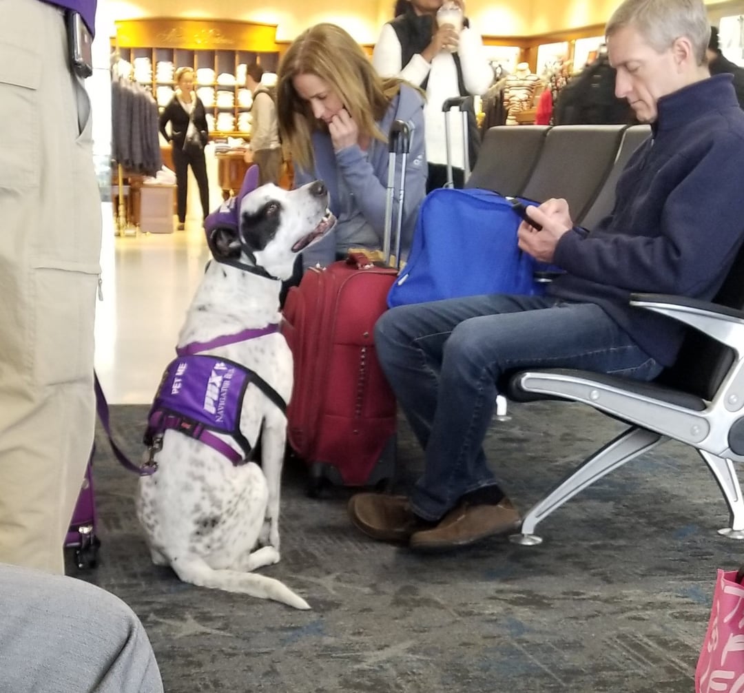 PET ME PHX NAVIGAT