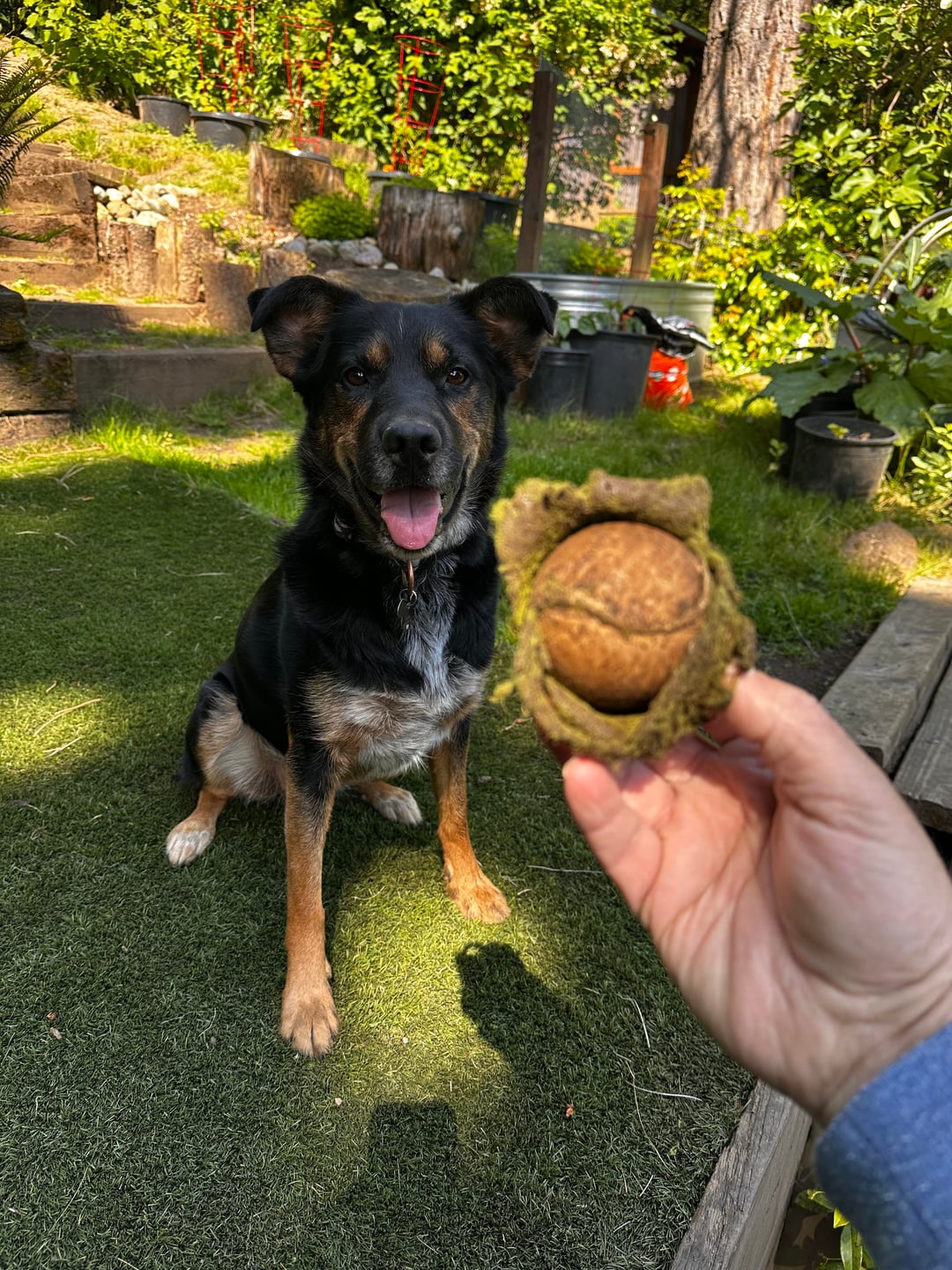 A few days of fetch