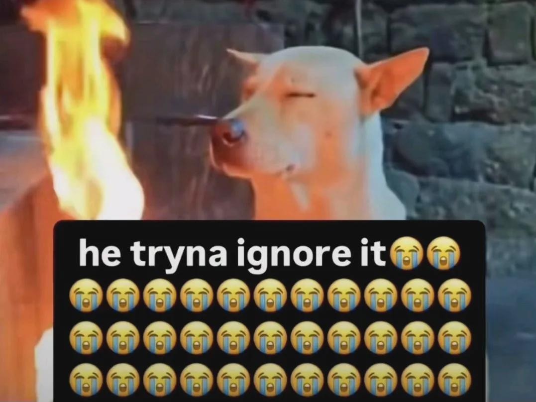 A reaction image and image macro meme. It shows a dog in front of a fire, eyes closed, captioned, "he tryna ignore it."