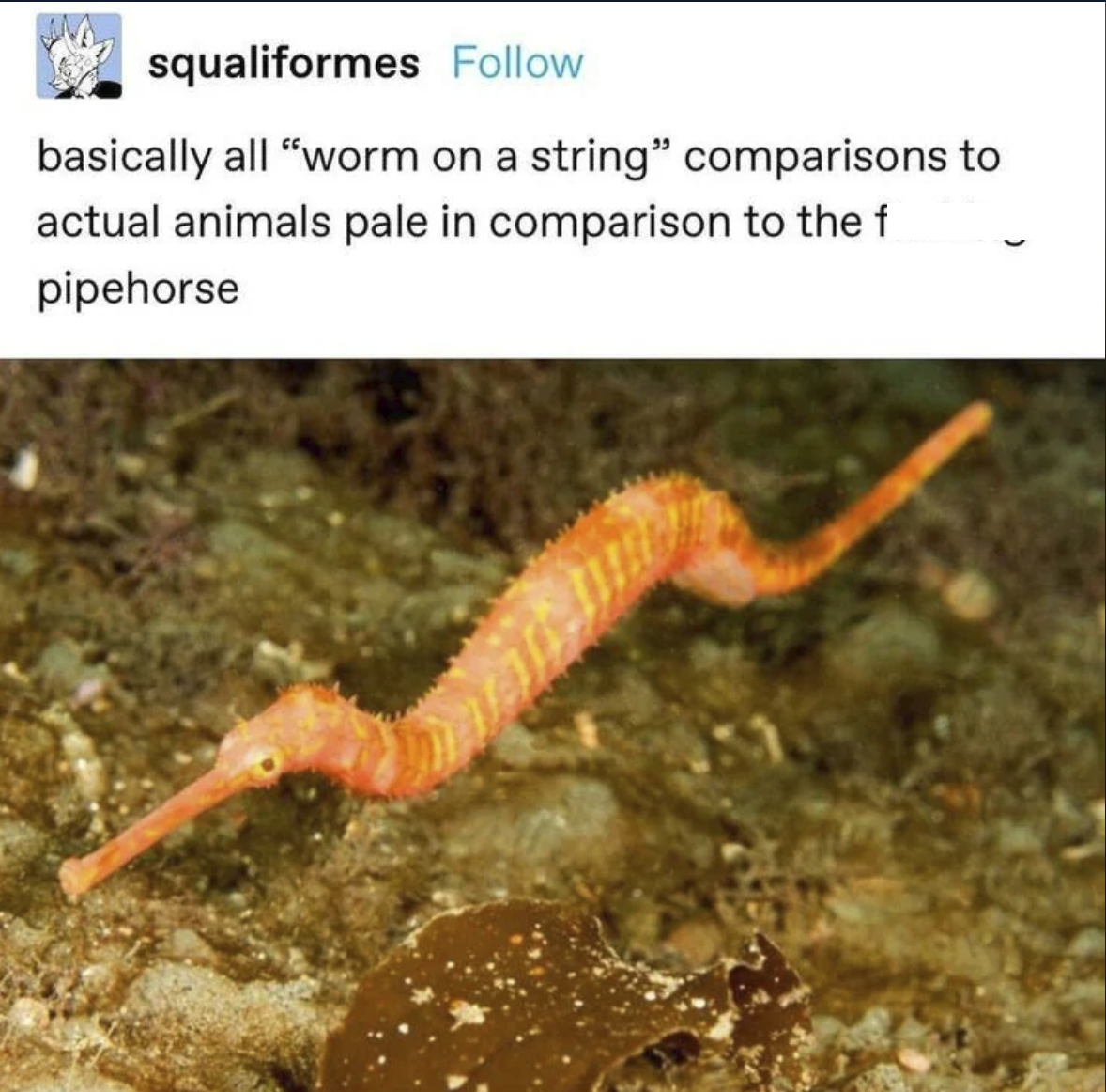 squaliformes Follow basically all "worm on a string" comparisons to actual animals pale in comparison to the f pipehorse