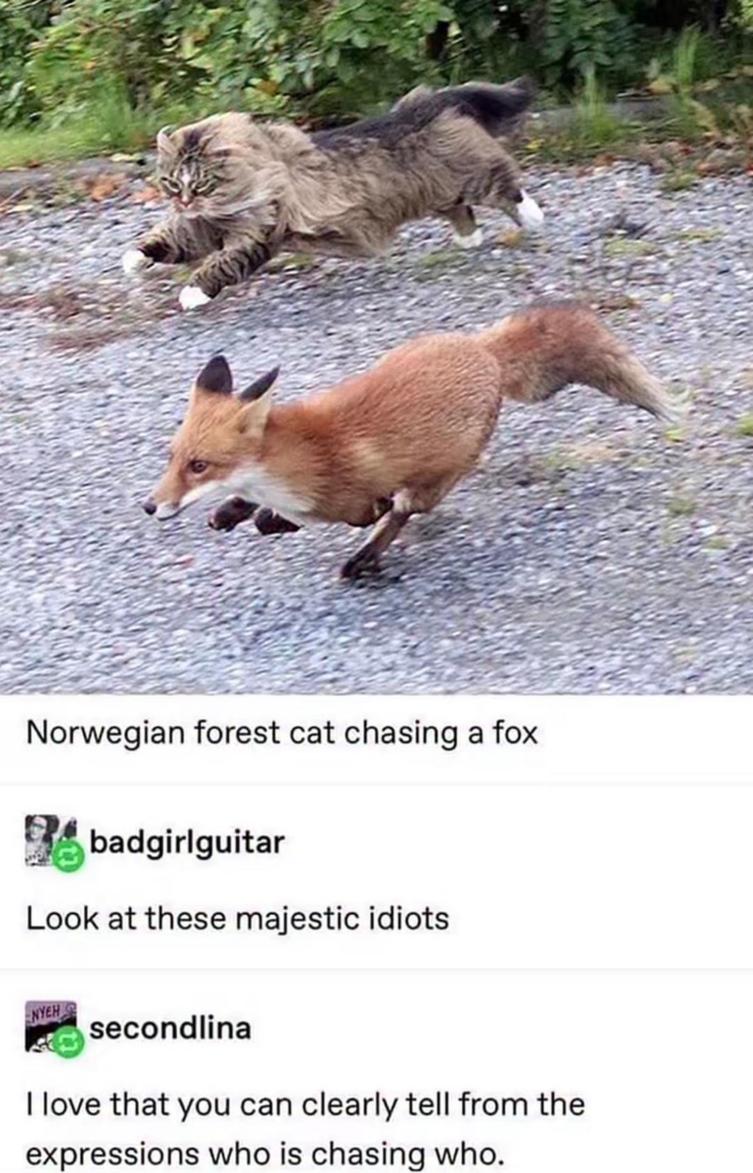 Norwegian forest cat chasing a fox badgirlguitar Look at these majestic idiots NYEH G secondlina I love that you can clearly tell from the expressions who is chasing who.