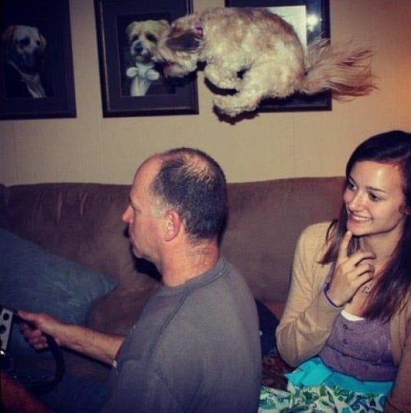 Flying puppy