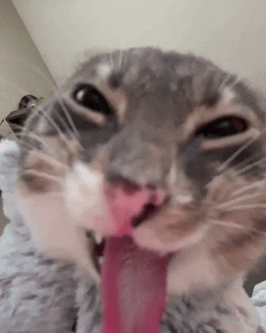 Rigby the Cat Sticking Tongue Out Meme